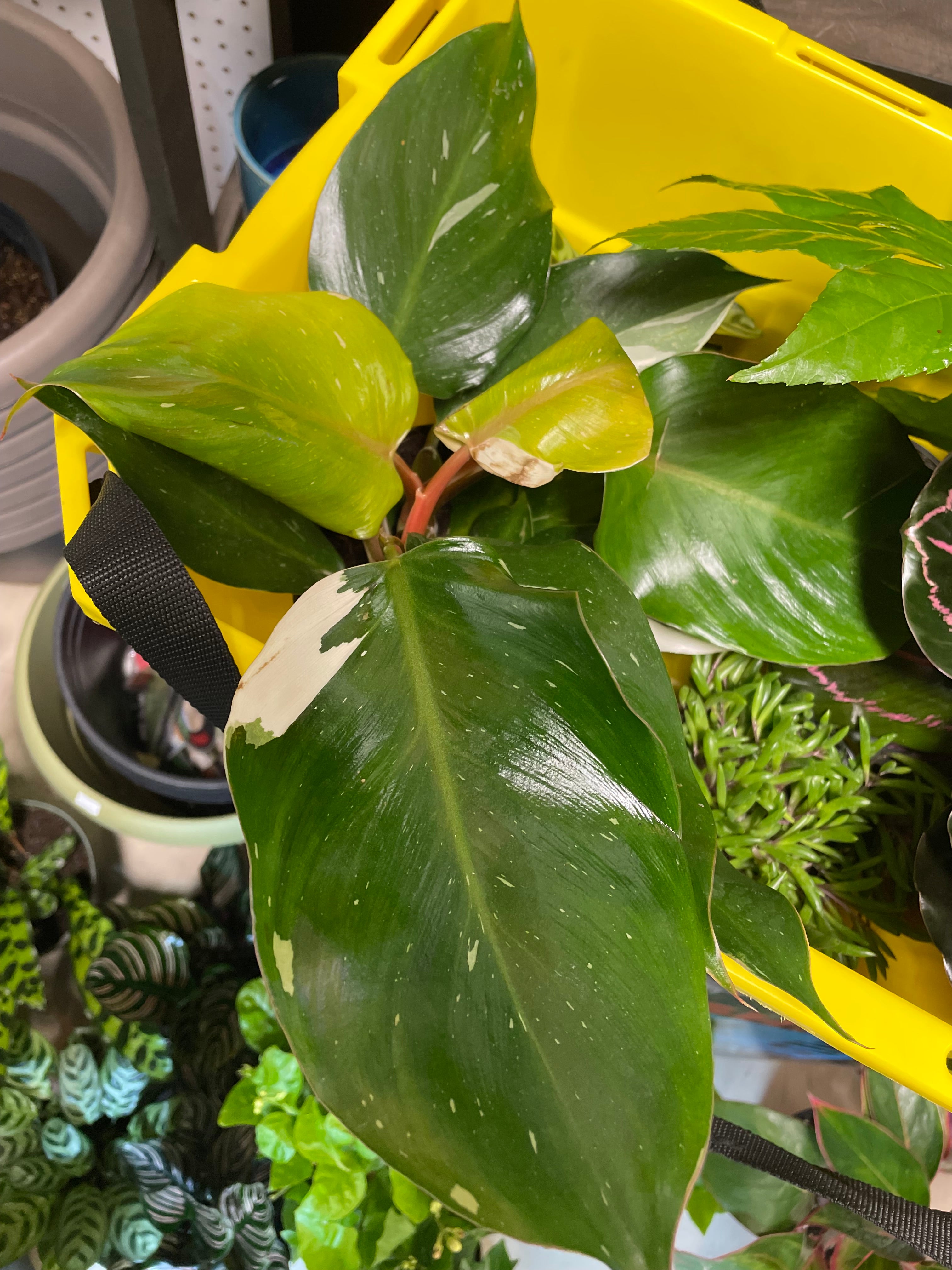 Philodendron White Knight 6"