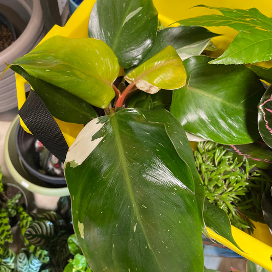 Philodendron White Knight 6"