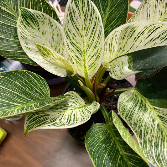 Philodendron Congo Rojo/Birkin 10”