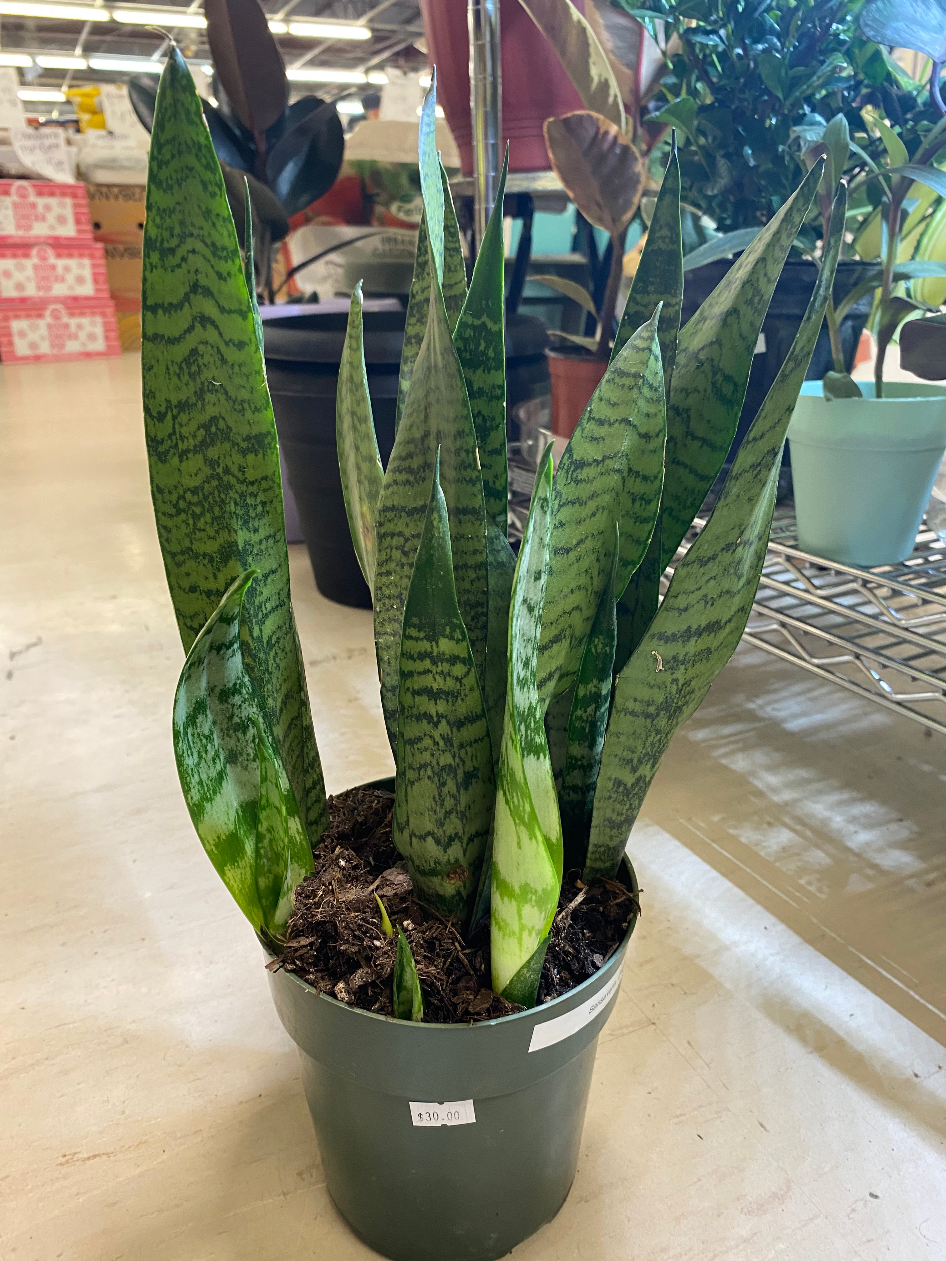 Sansevieria Laurentii Snake 6" Toxic