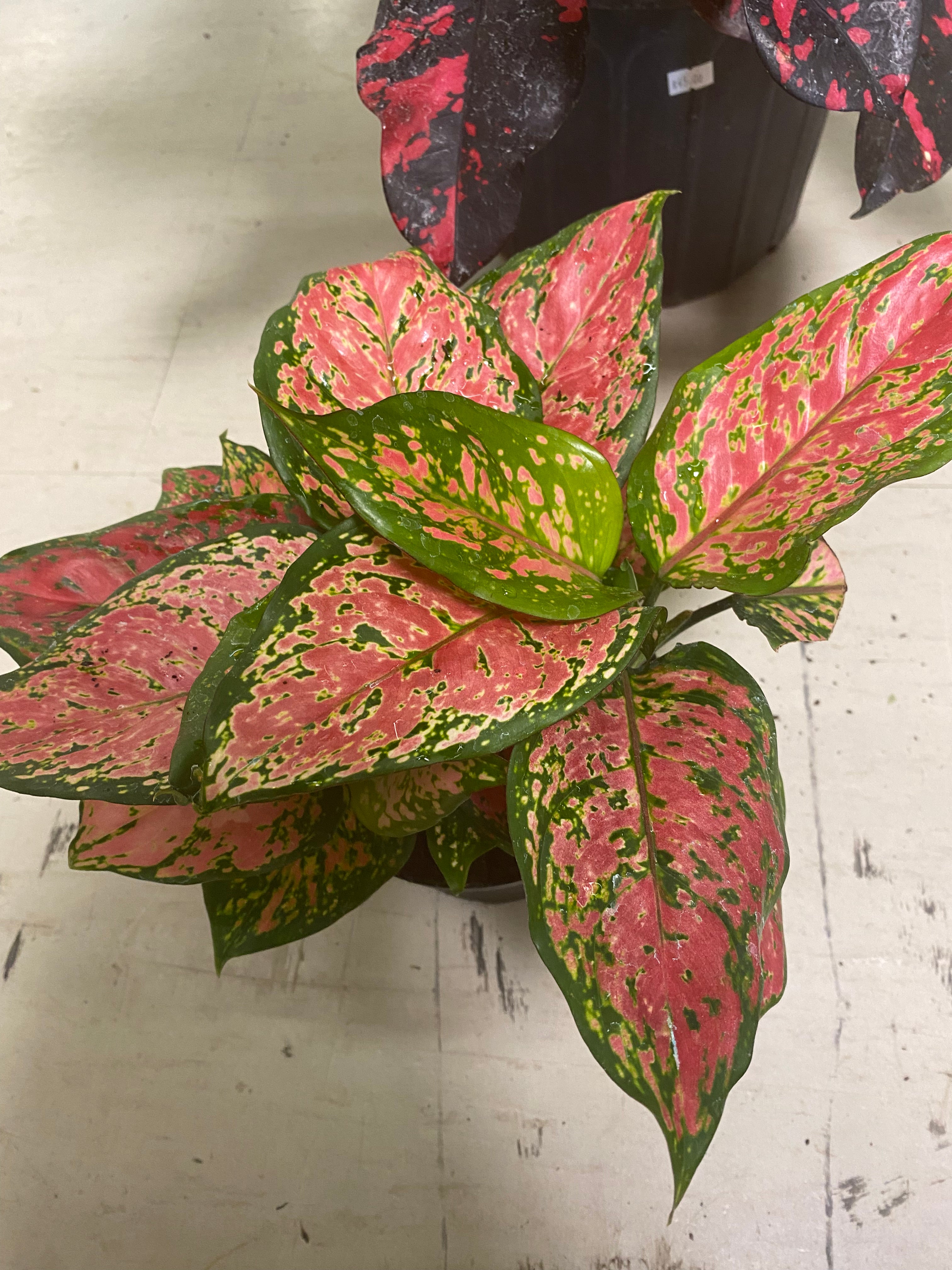 Aglaonema Valentine 6"