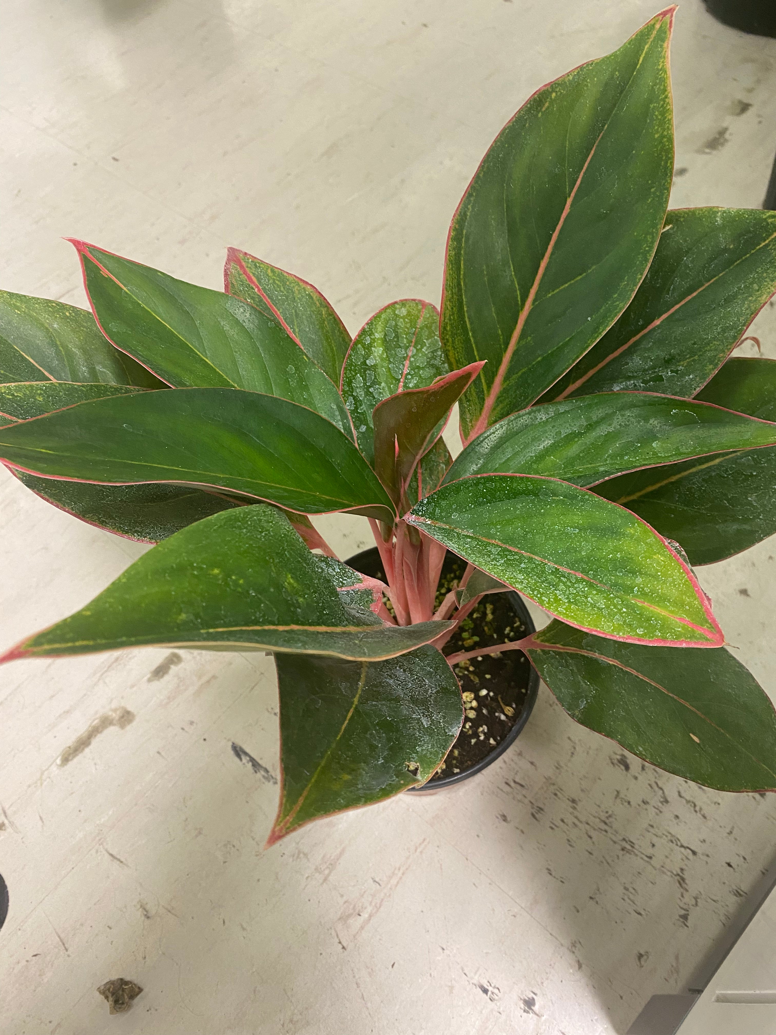 Aglaonema Saphire Suzanne 6" - toxic