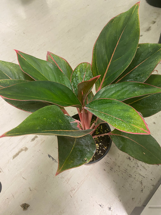 Aglaonema Saphire Suzanne 6" - toxic