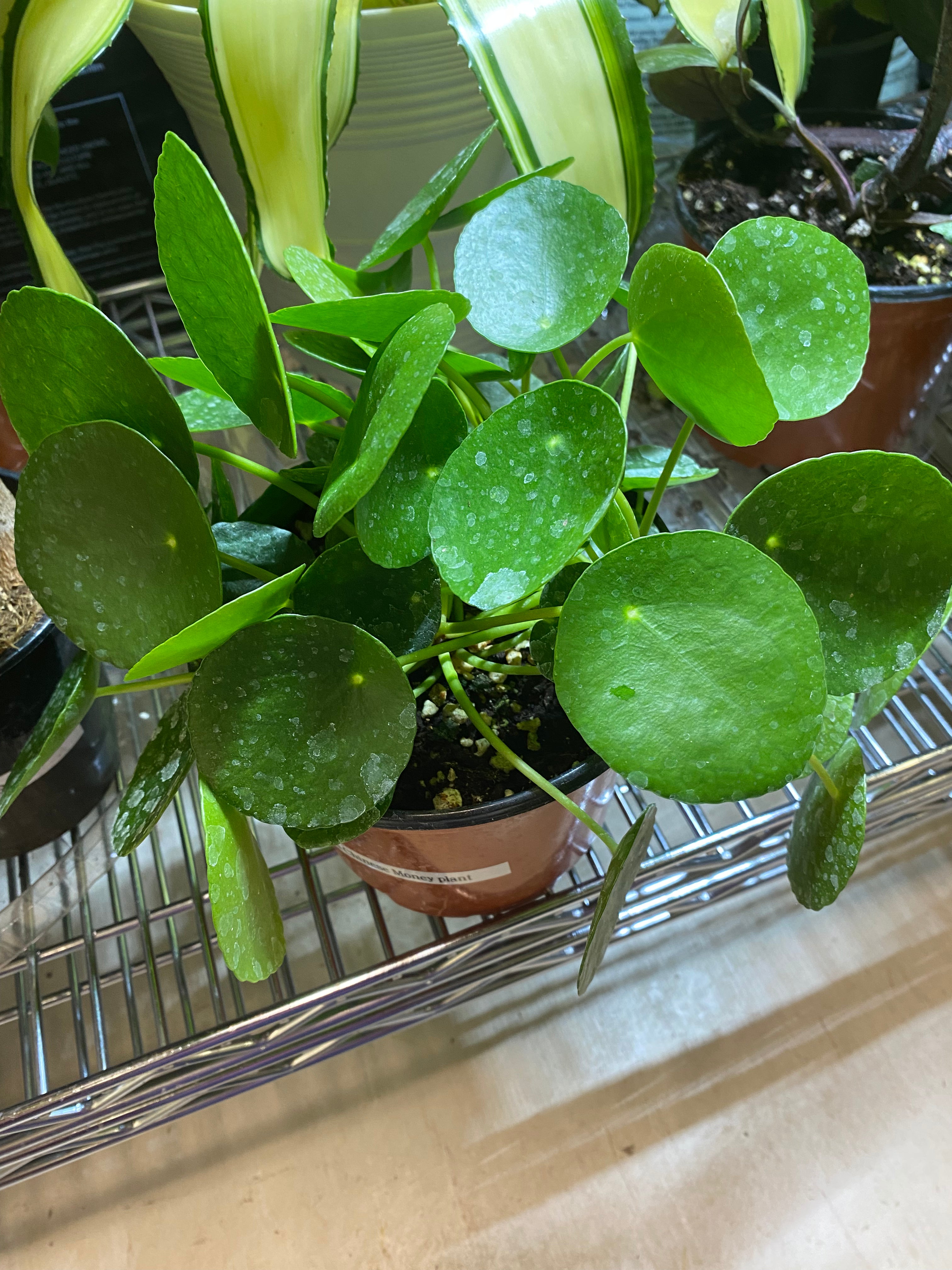 Pilea Peperomiodes 6” aka (Chinese Money Plant)