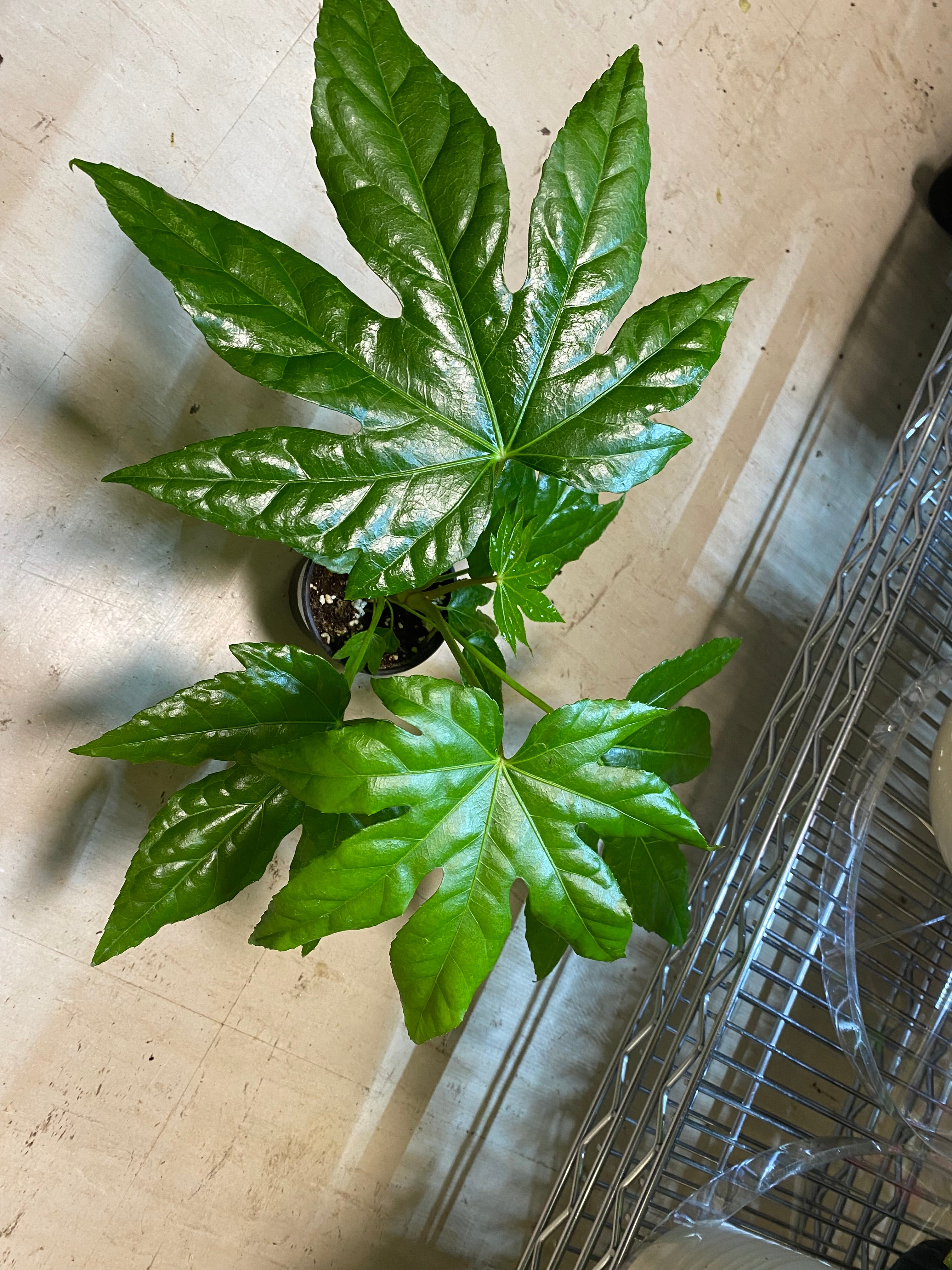 Fatsia Japonica 4" Plant