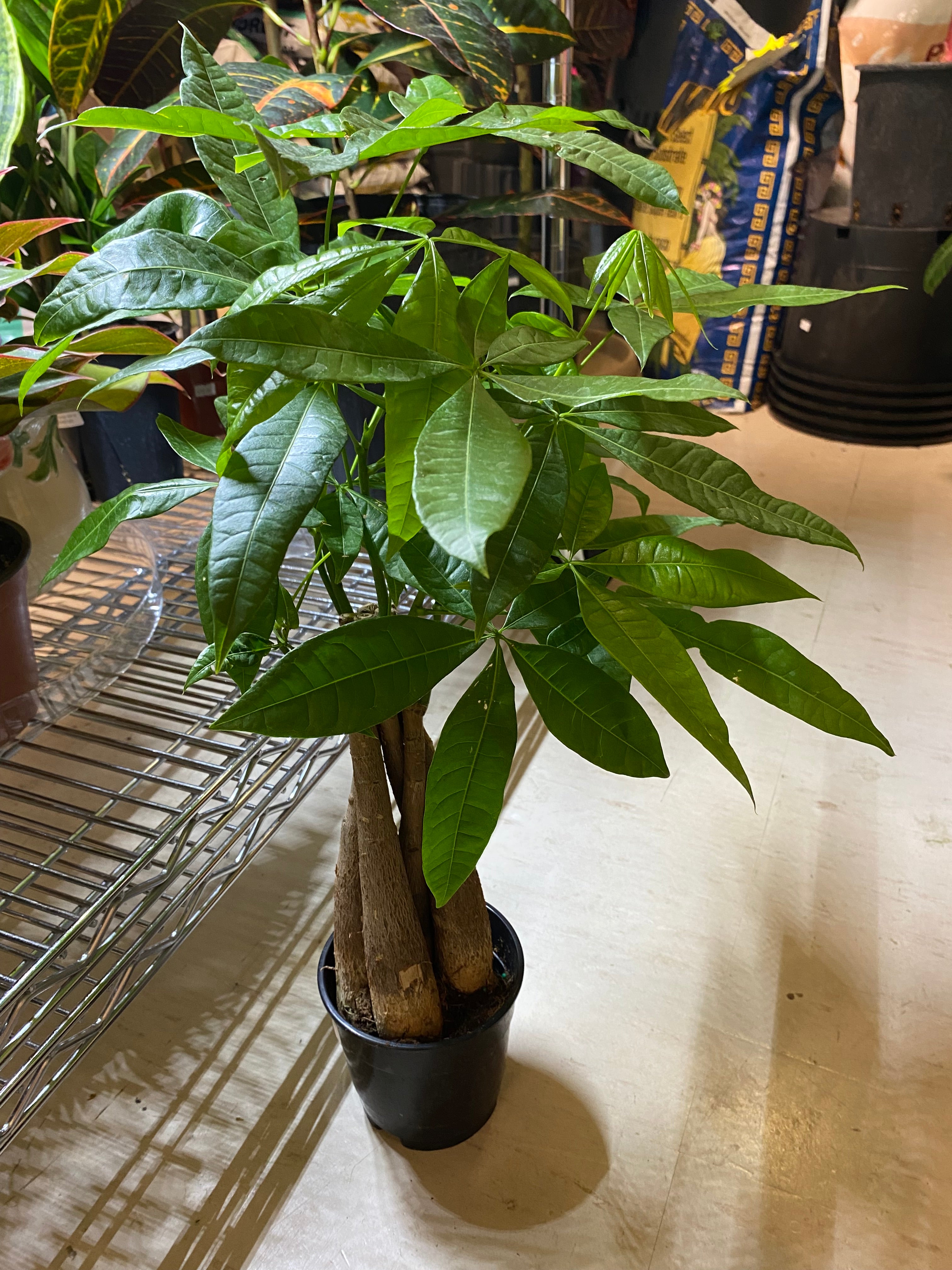 Pachira Money Tree 6" - Non-toxic