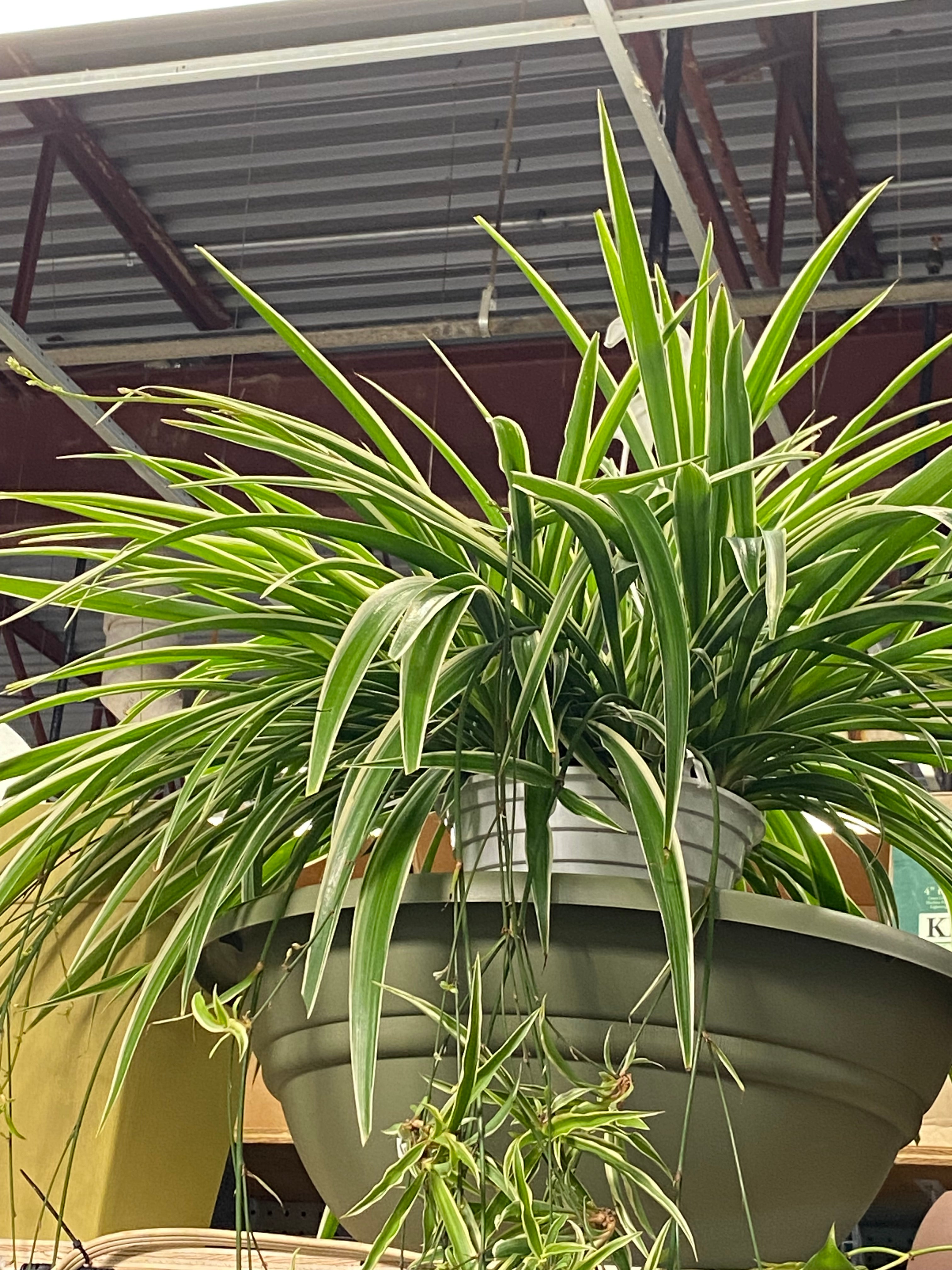 Spider Plant Reverse HB 8" somewhat toxic