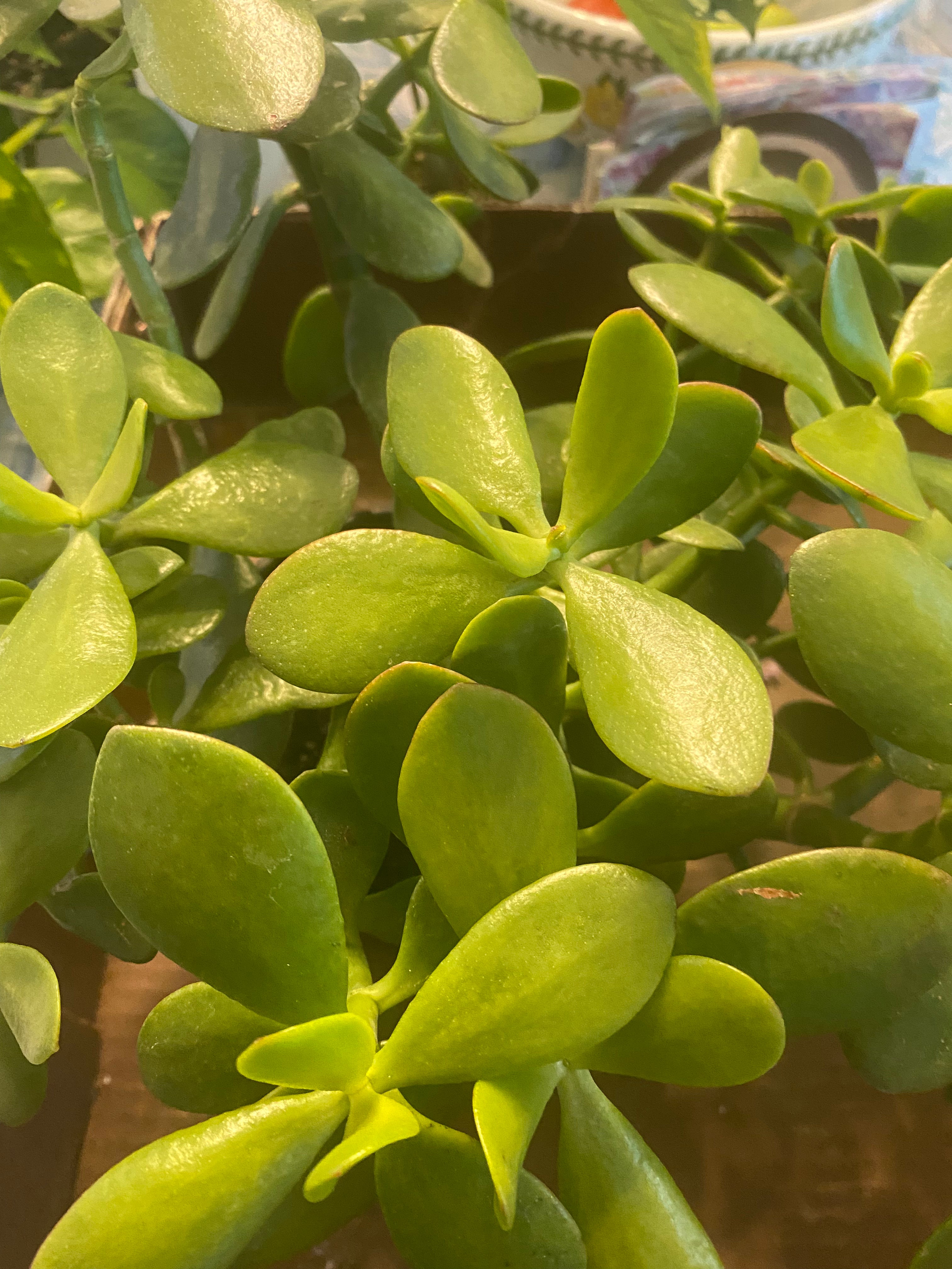 Jade Plant - Various sizes - Toxic