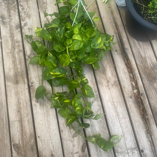 Pothos Golden 8" HB - toxic