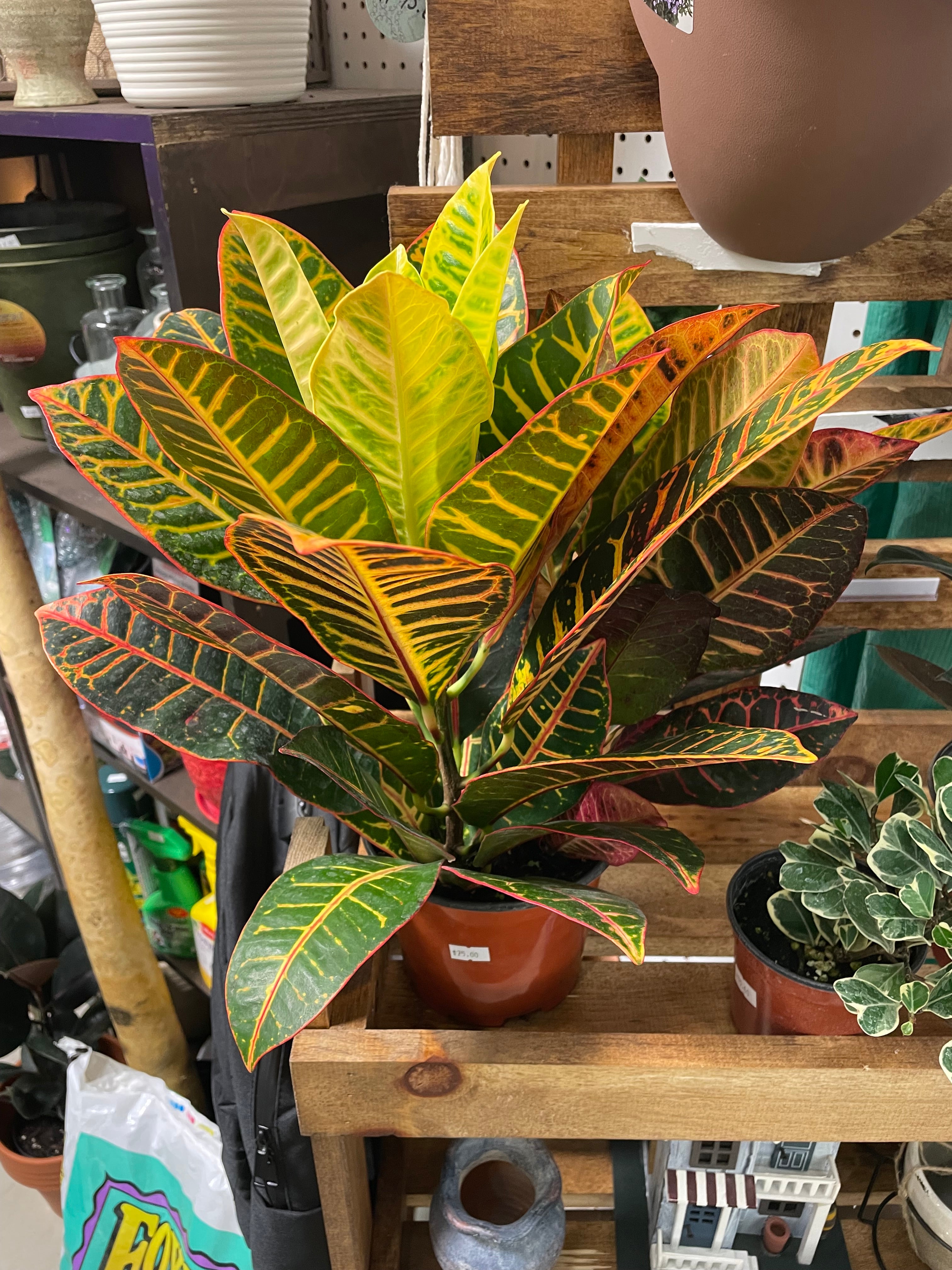 Croton Petra 6" - Toxic