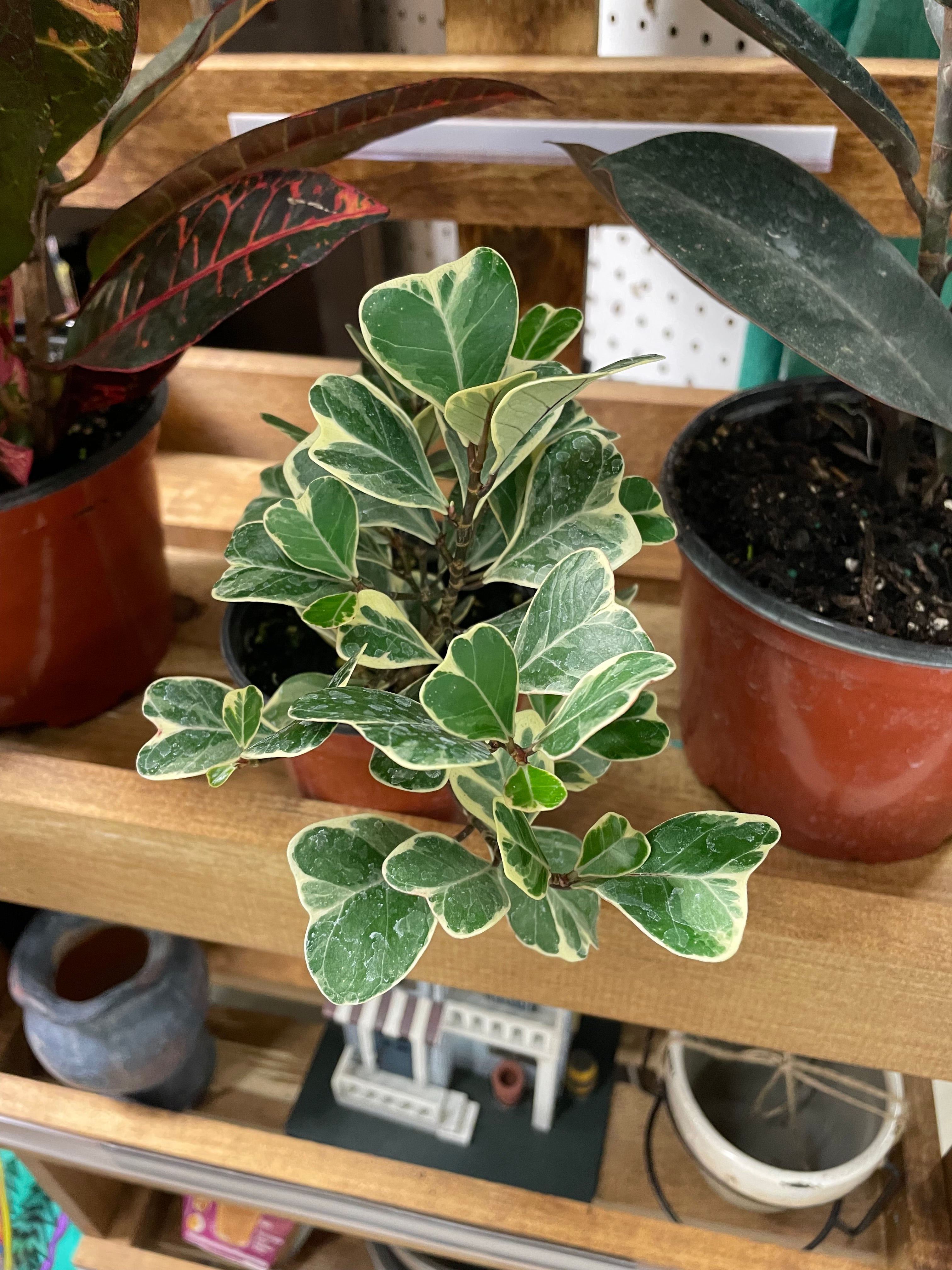 Ficus Triangularis Variegated 4" - toxic