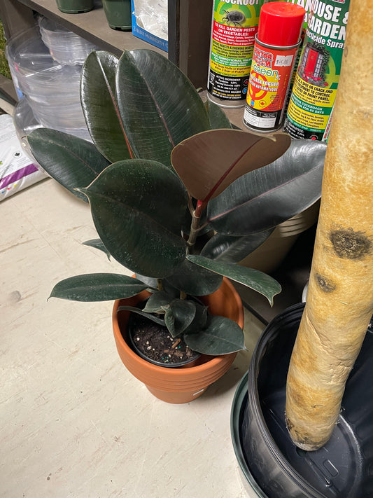 Ficus Rubber Green