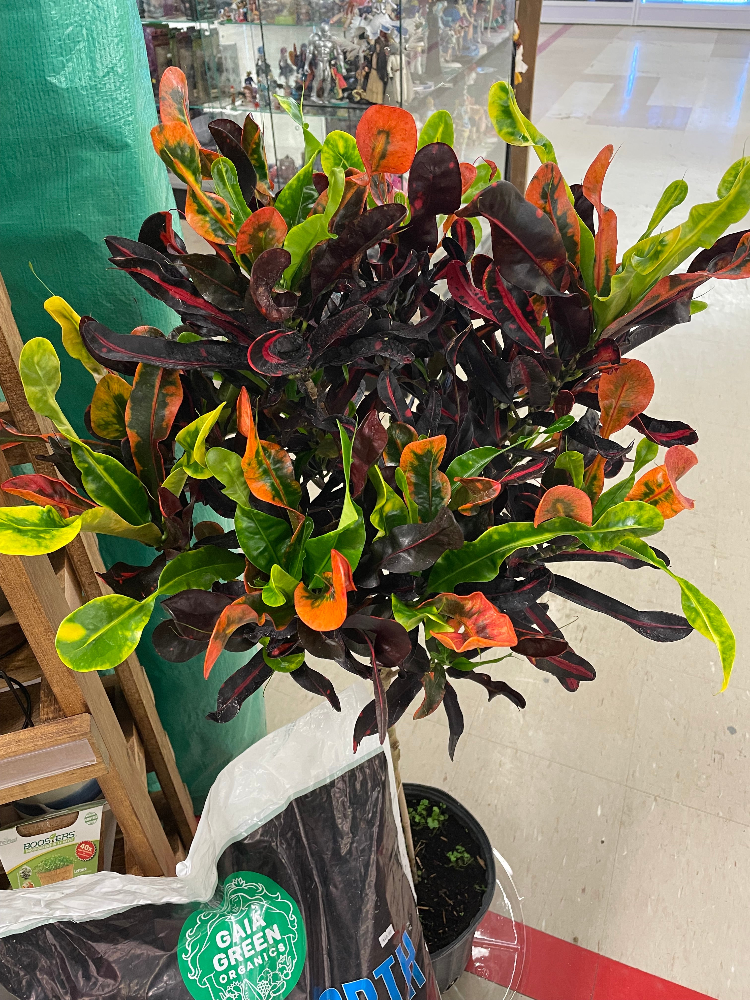 Croton Mammy Standard 10" Pot