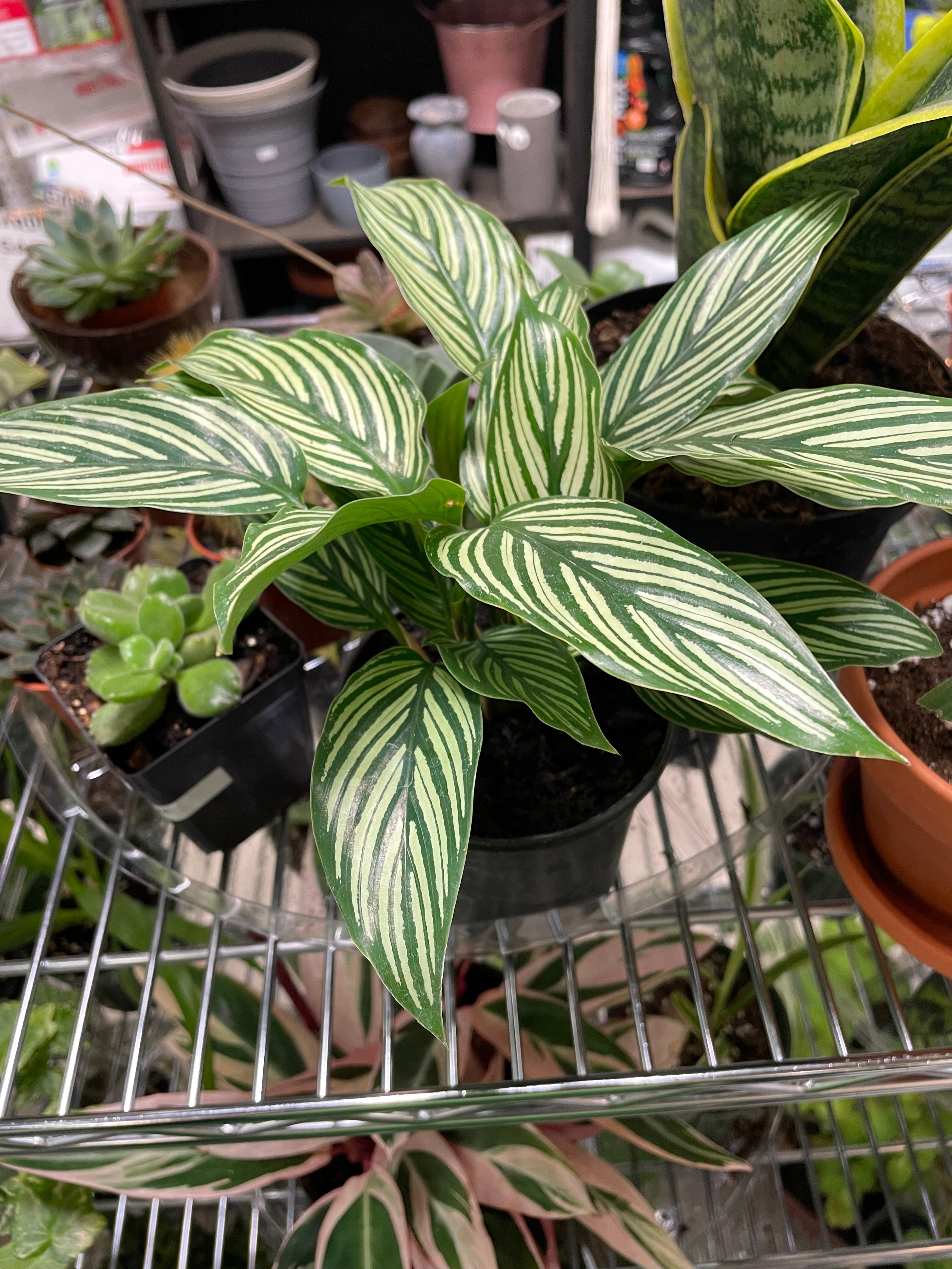 Calathea Assorted (Prayer Plant)