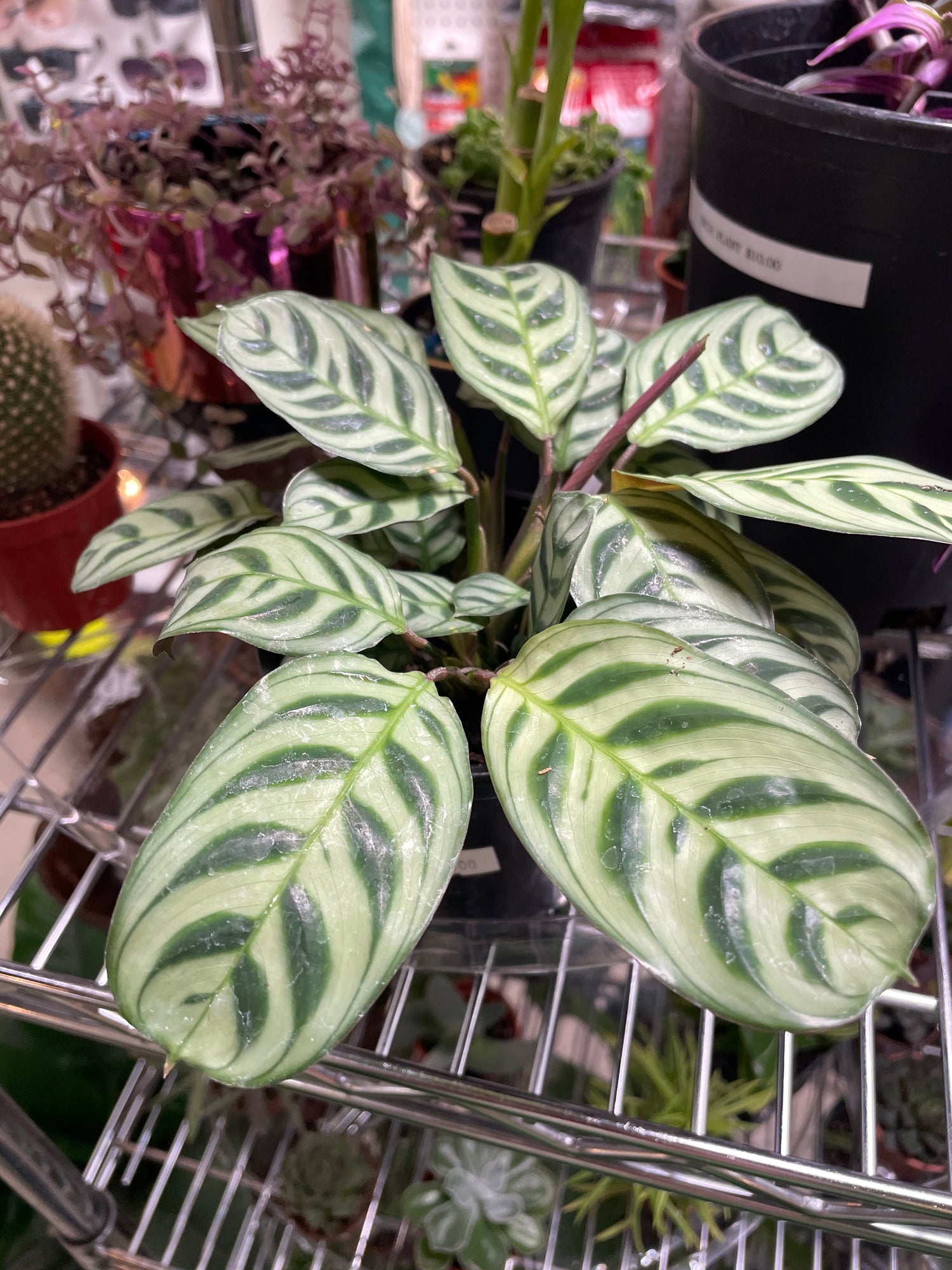Calathea & Prayer Plants