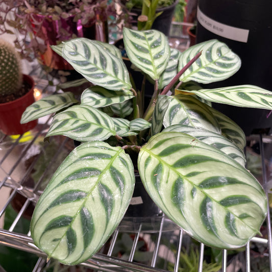 Calathea Assorted (Prayer Plant) non-toxic