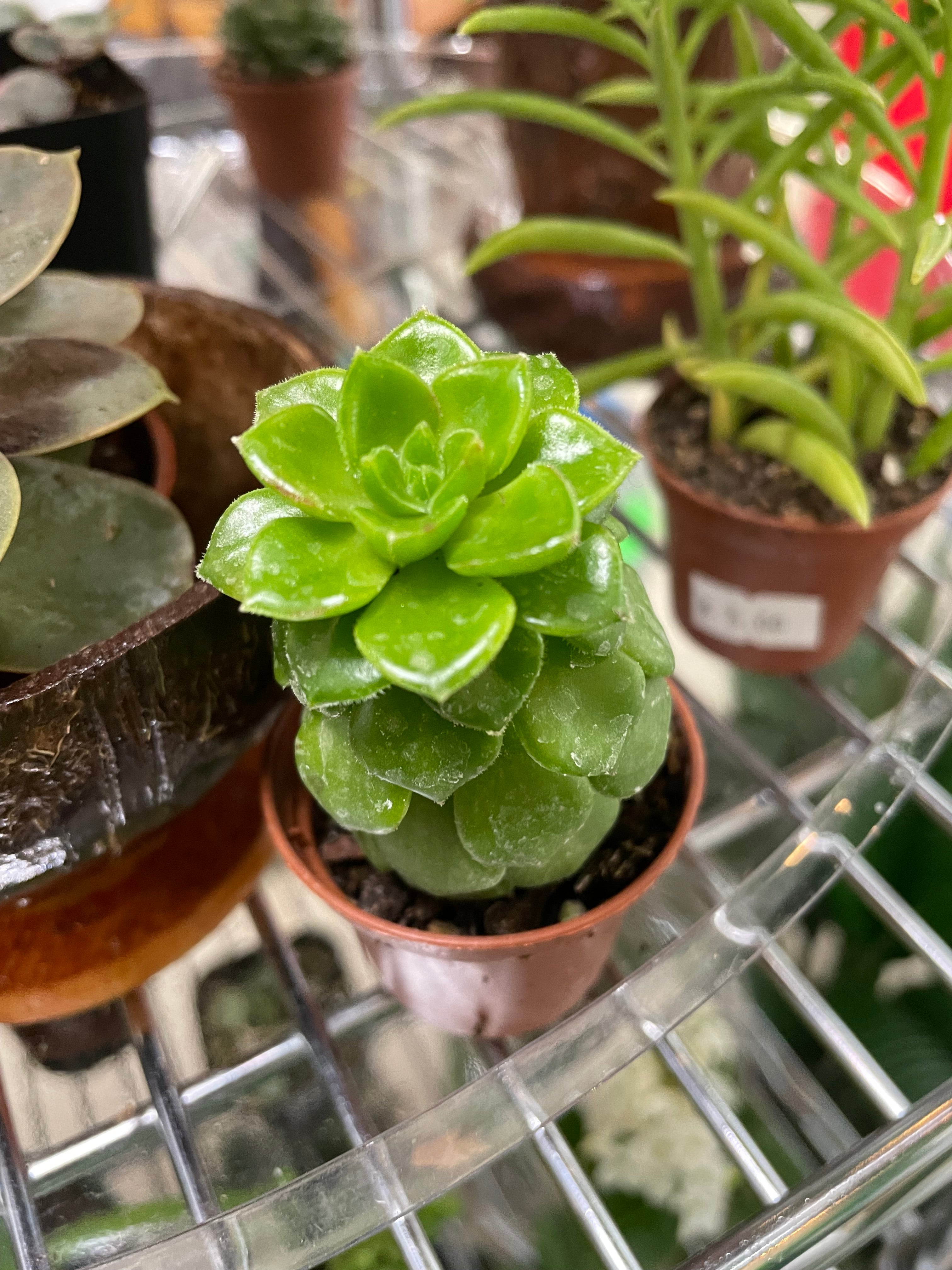 Assorted 2" $5 Succulents - TOXIC