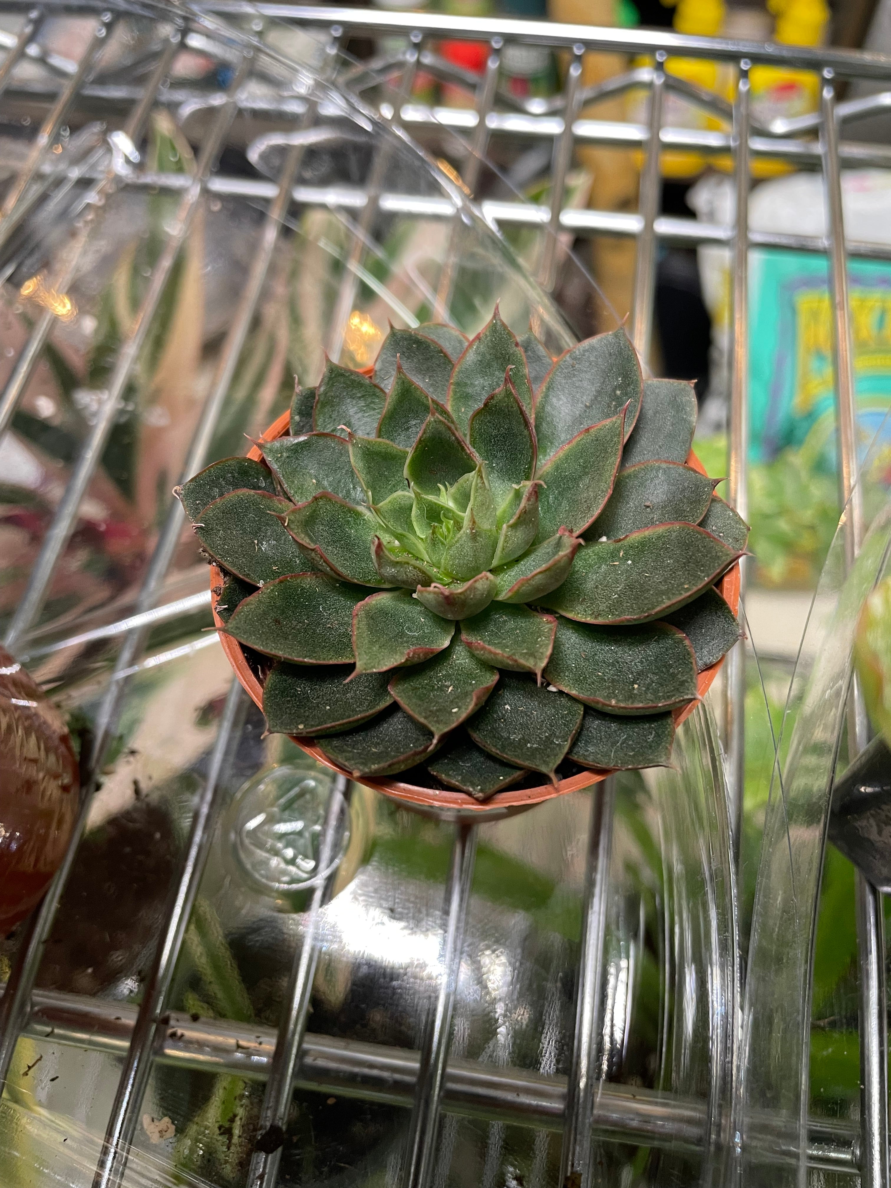 Assorted 2" $5 Succulents - TOXIC