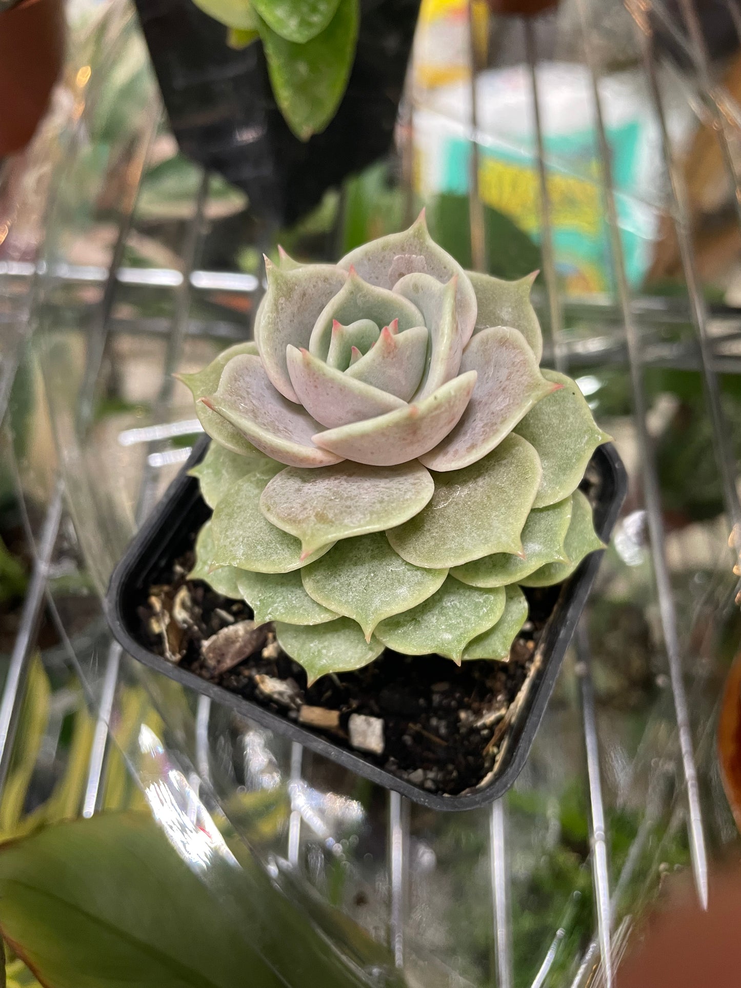 Assorted 3.5” Succulents - GROW PRO Equipment & Supplies 