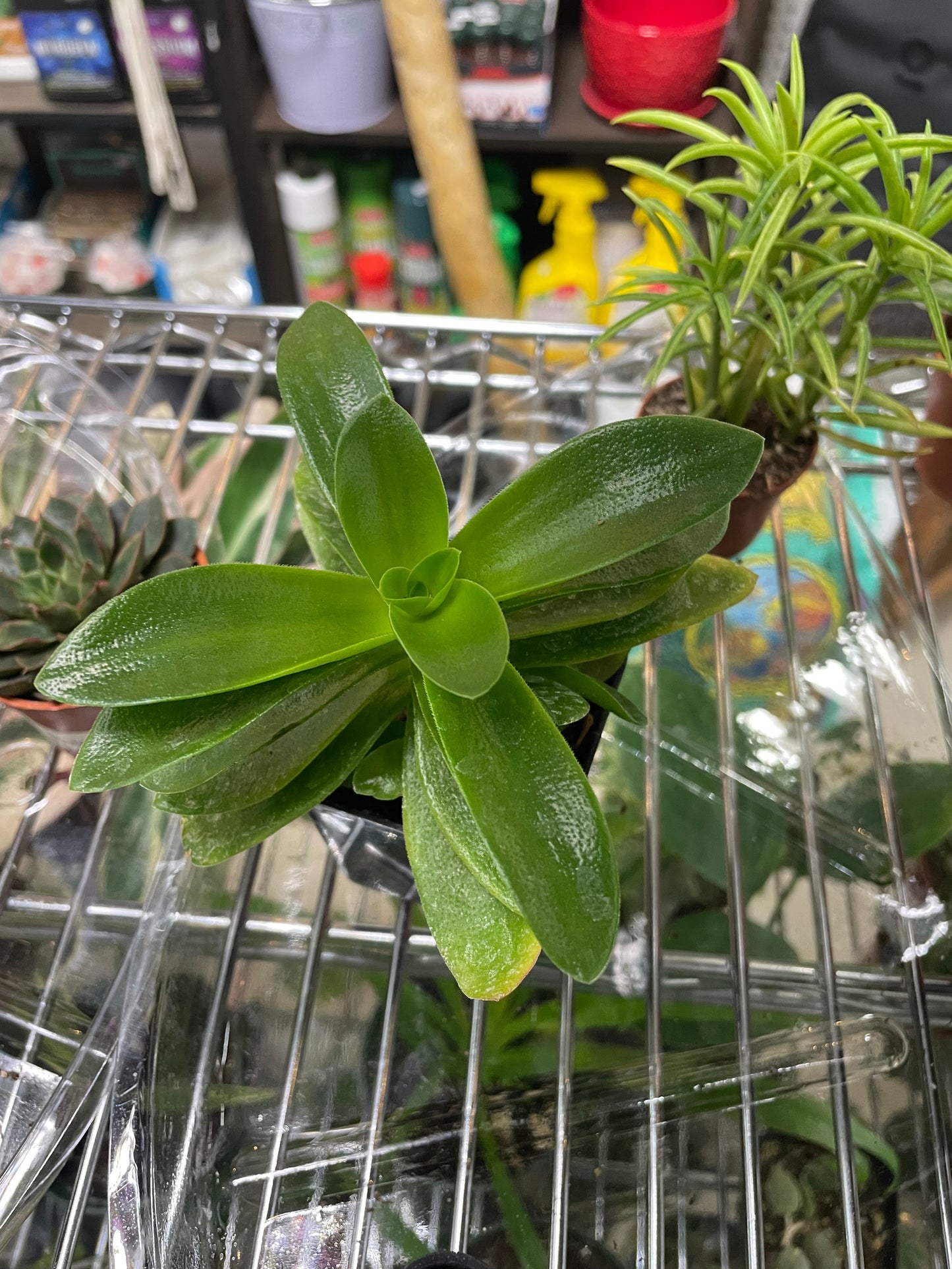 Assorted 3.5” Succulents - GROW PRO Equipment & Supplies 