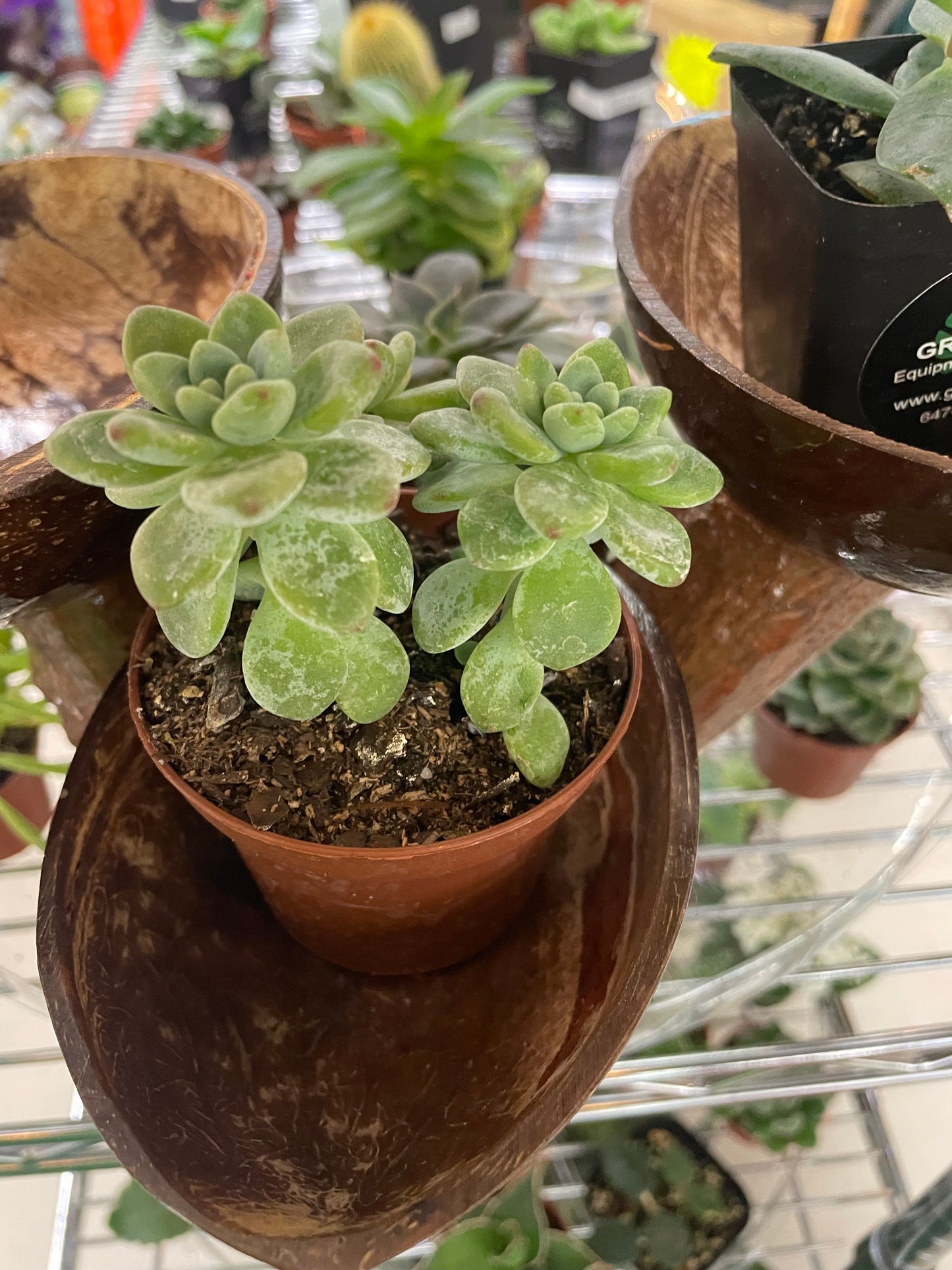 Assorted 3.5” Succulents - GROW PRO Equipment & Supplies 