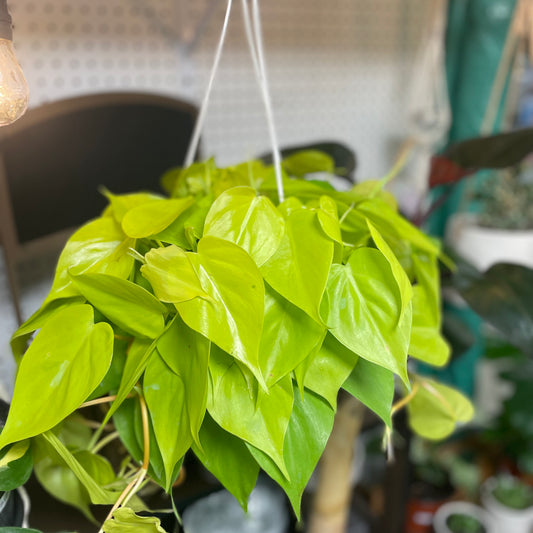 PHILODENDRON CORDATUM LEMON HB 6" - Toxic