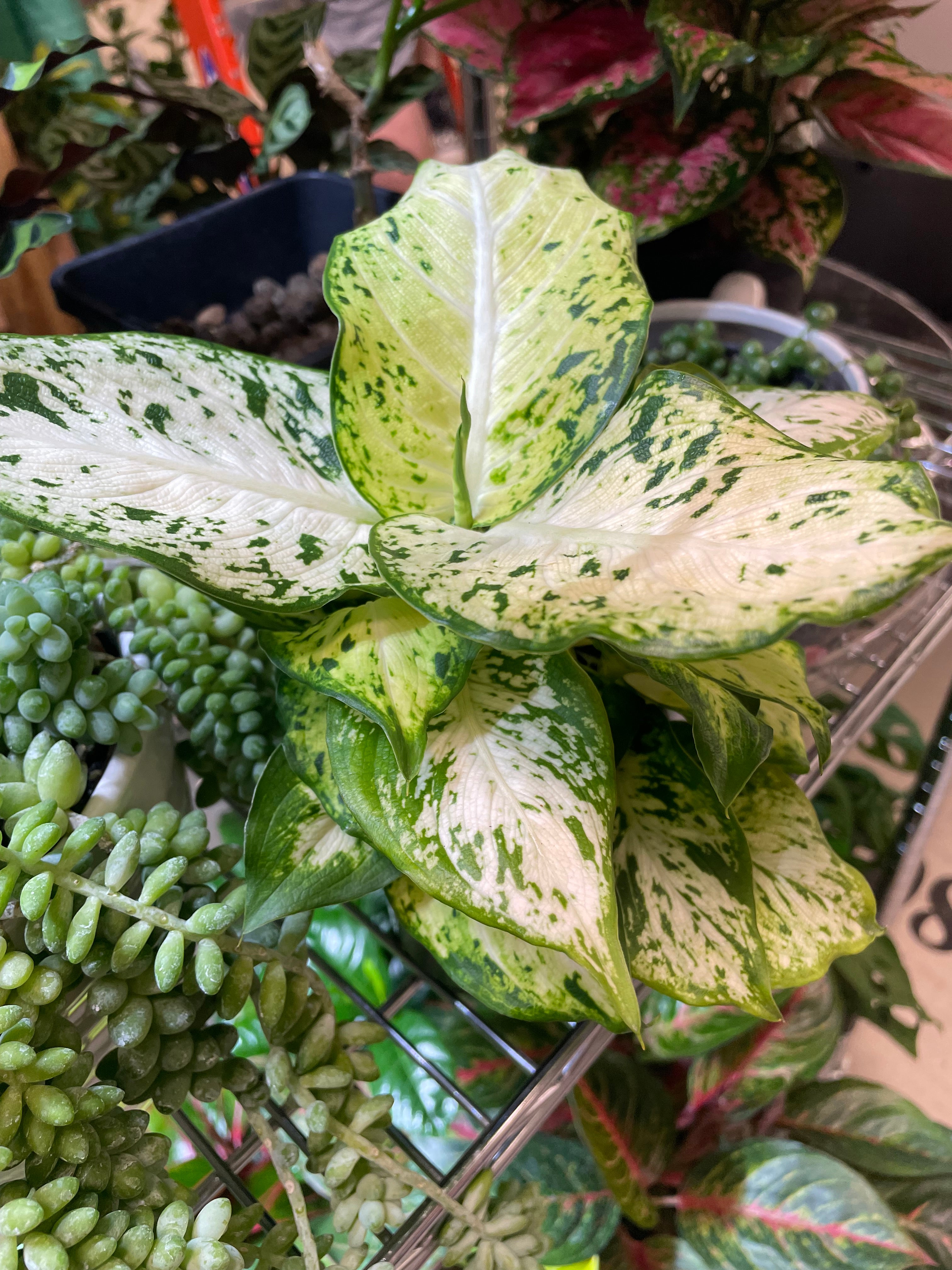 Dieffenbachia Amy Plant 4"