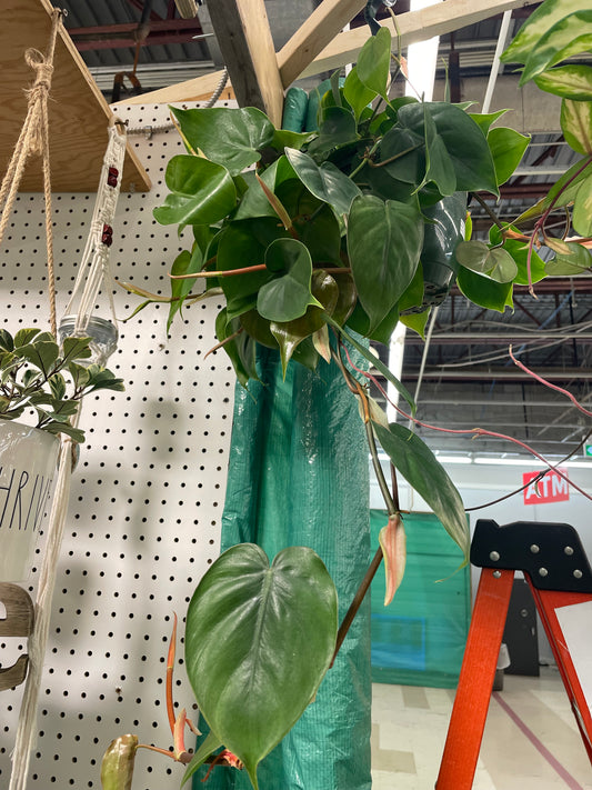 PHILODENDRON CORDATUM 8" HB - Toxic