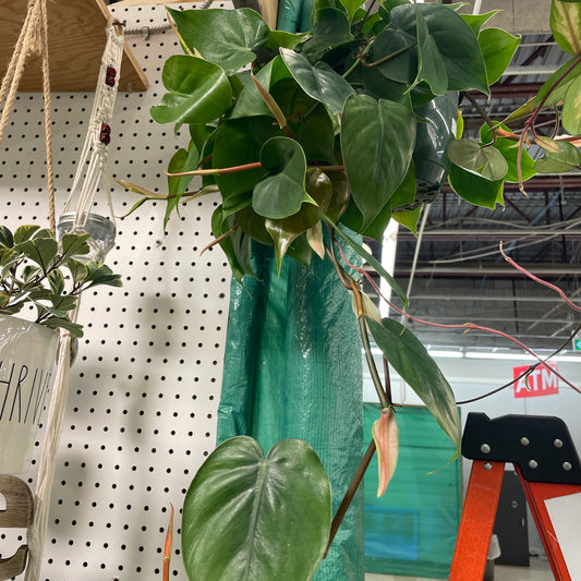 PHILODENDRON CORDATUM 8" HB - Toxic