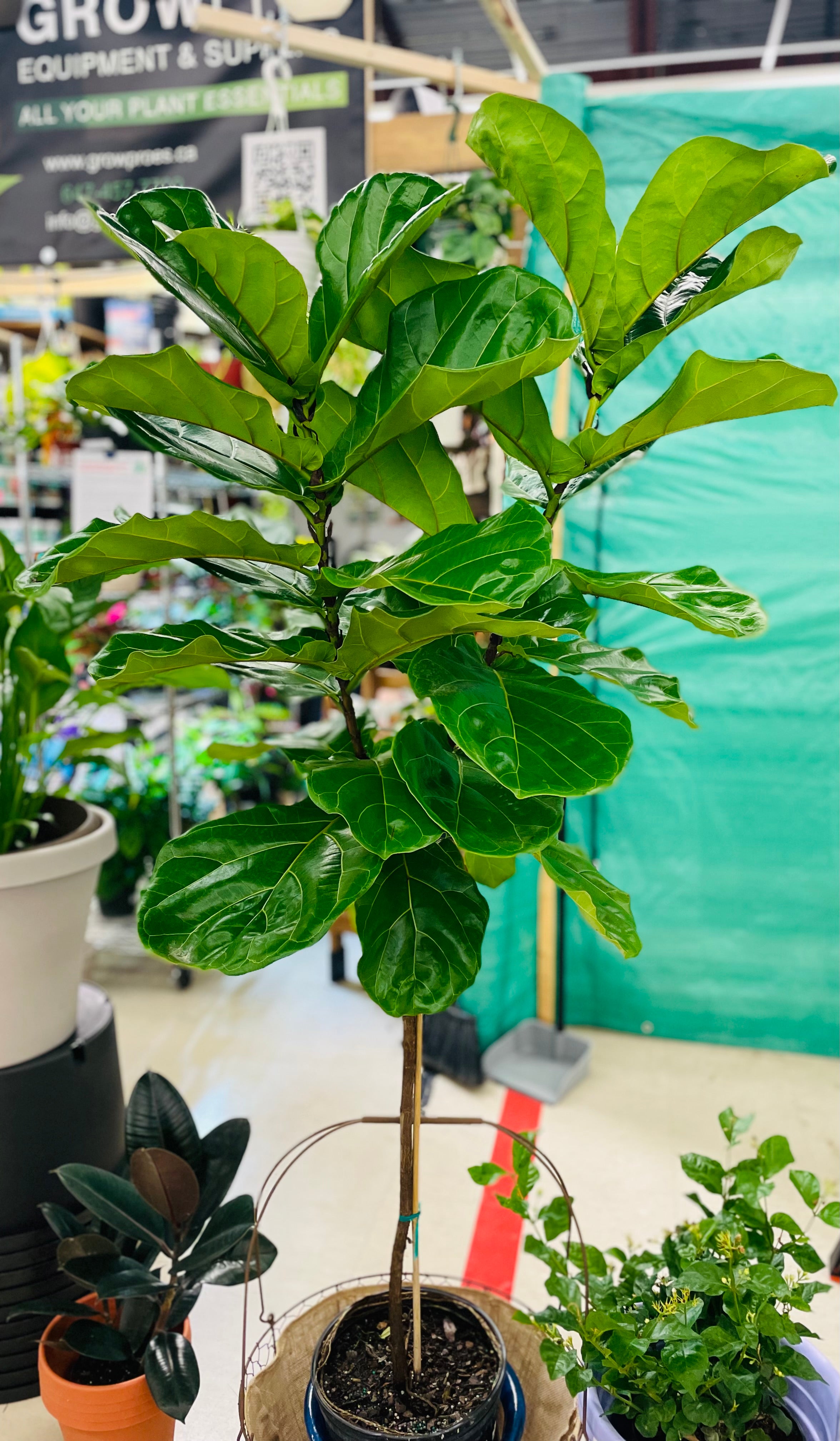 Ficus Lyrata Standard 10" toxic