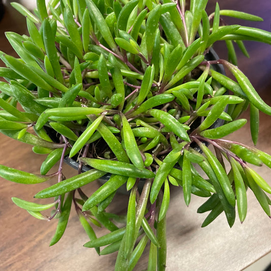 Othonna Capensis (Little Pickles) 4" - Non-toxic