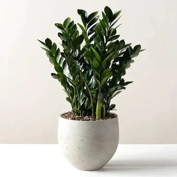 ZZ Zamioculcas Zamiifolia 6" toxic