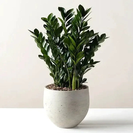 ZZ Zamioculcas Zamiifolia Supernova 10" toxic