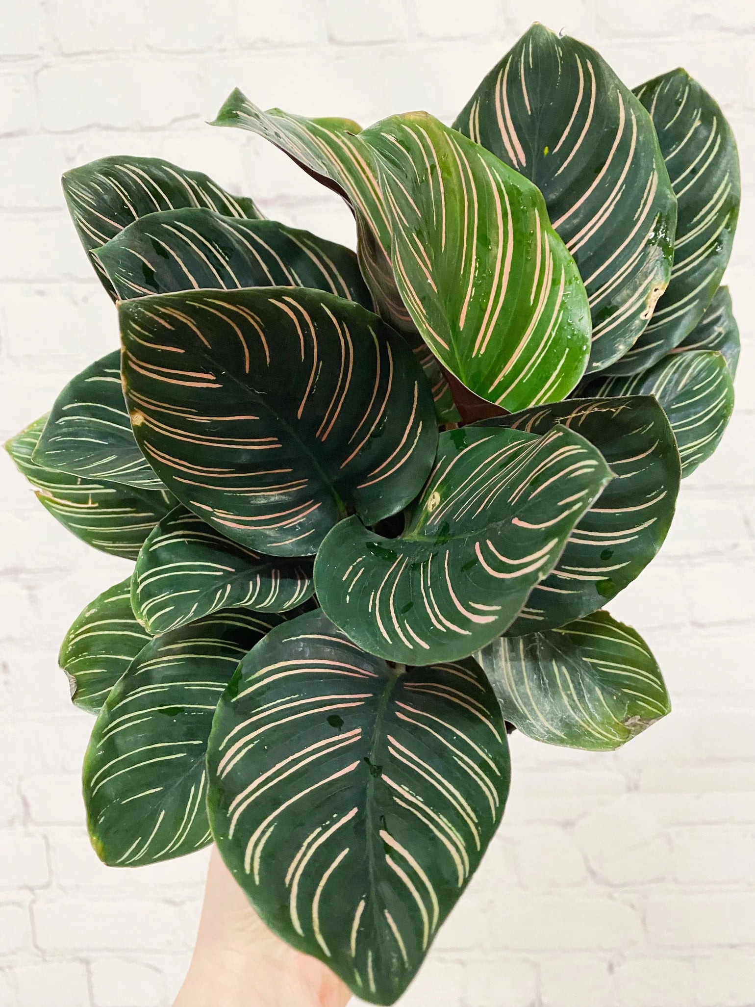 Calathea Ornata 6" - Non-Toxic