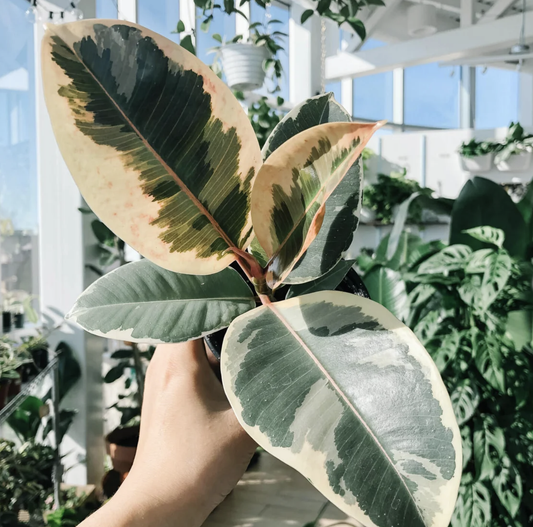 Ficus Elastica Tineke 6" toxic