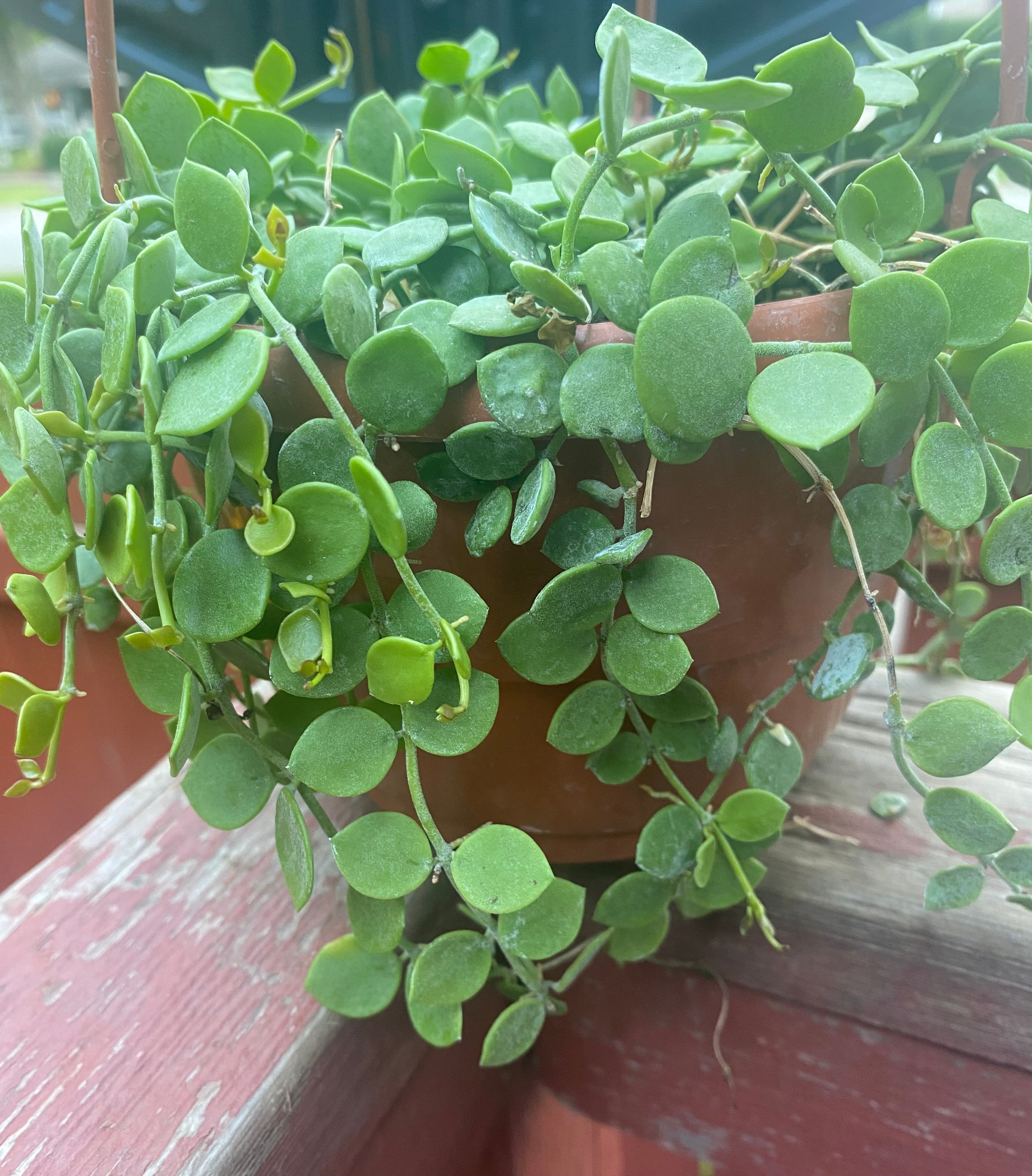 String of nickels