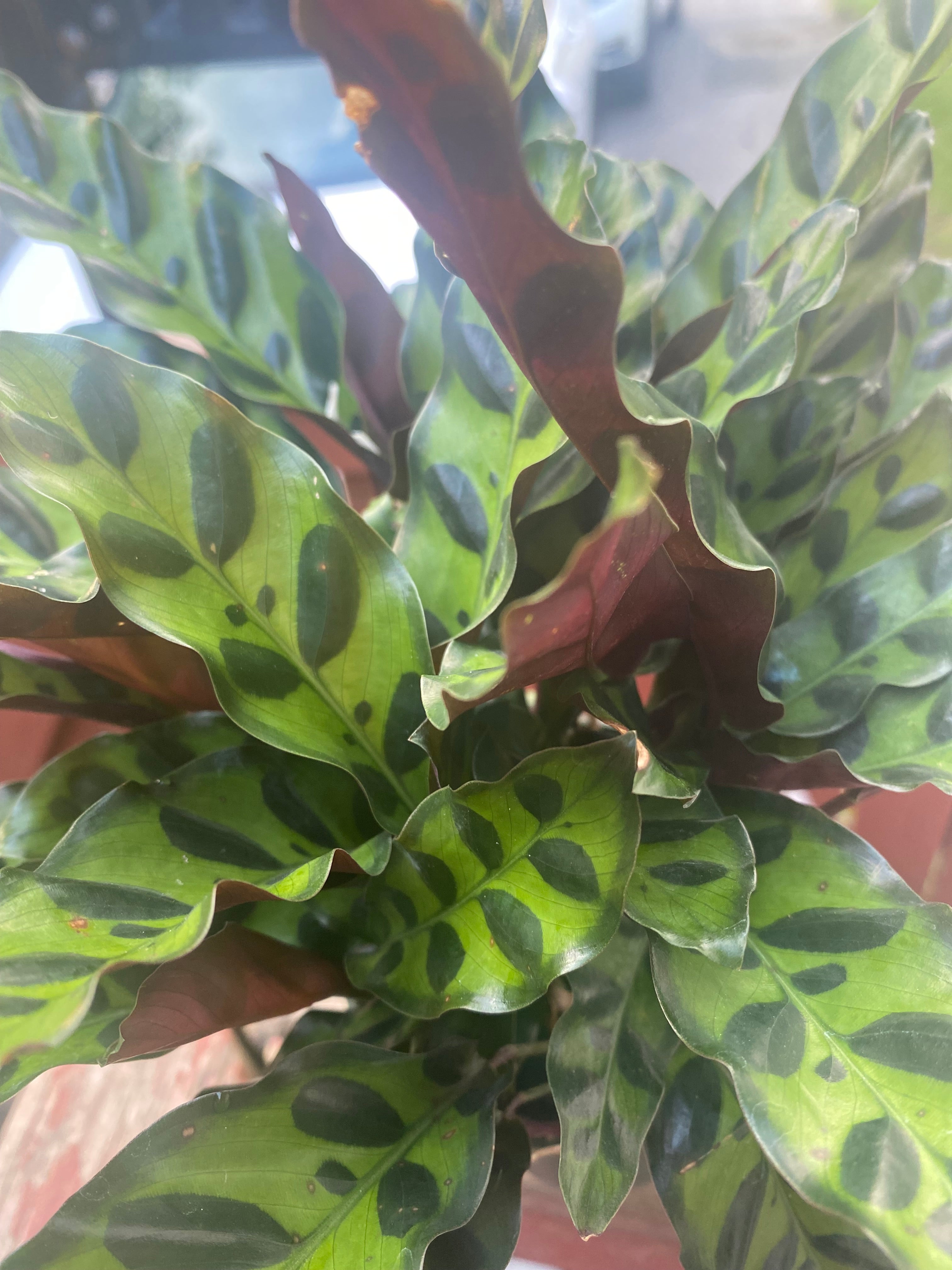 Calathea Lancifolia Rattlesnake 4"- Non-Toxic