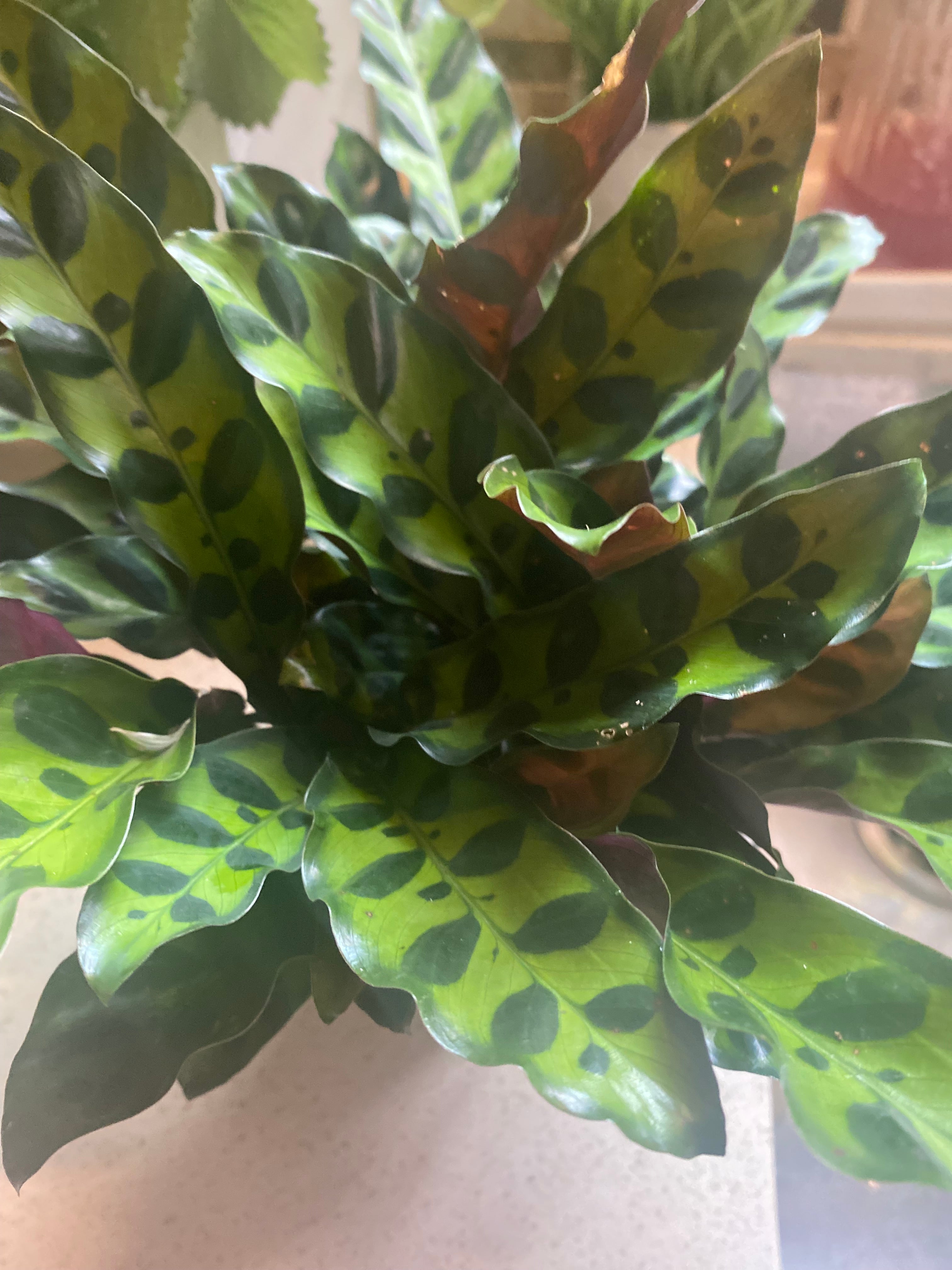 Calathea Lancifolia Rattlesnake 4"- Non-Toxic