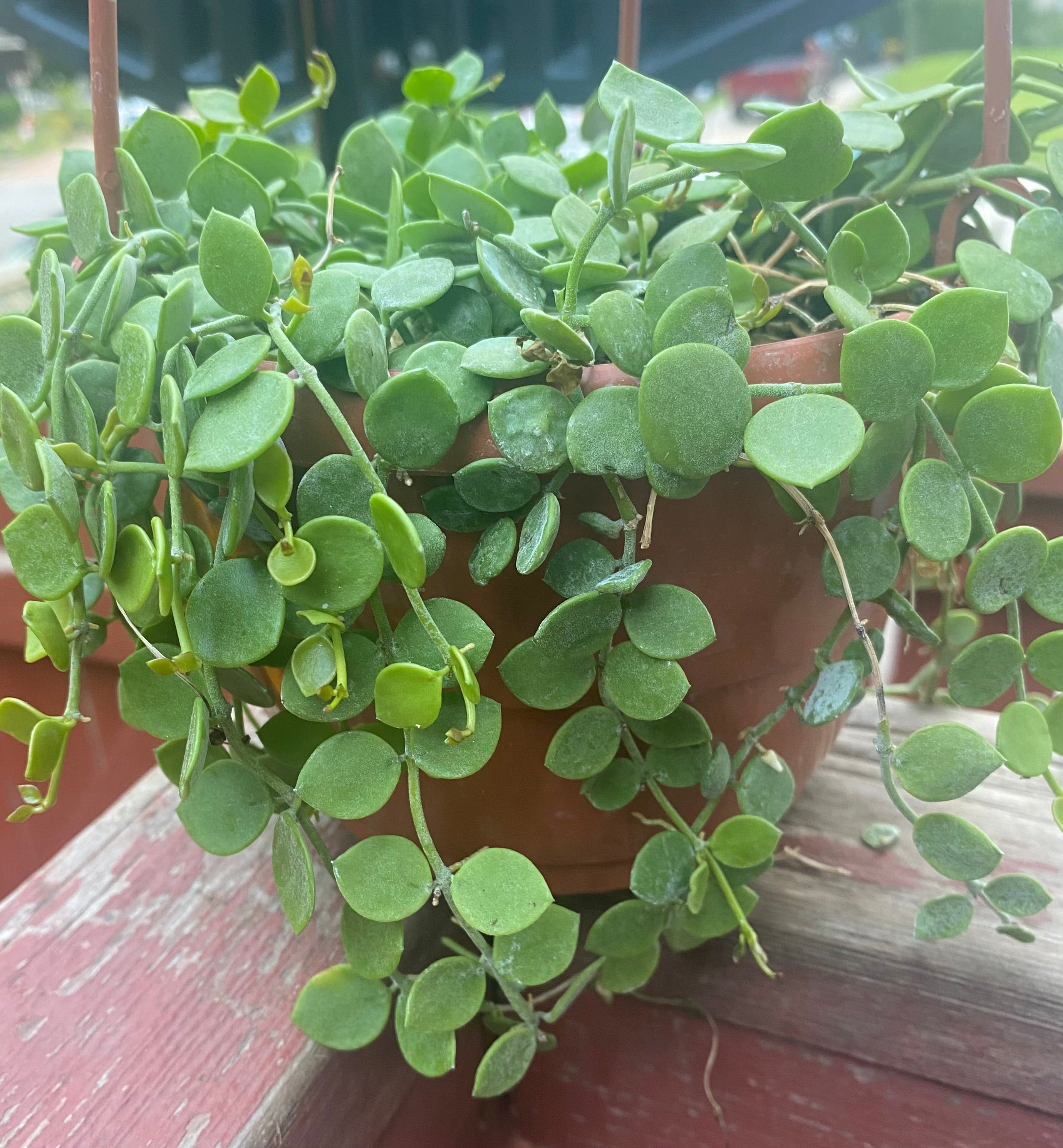 String of nickels