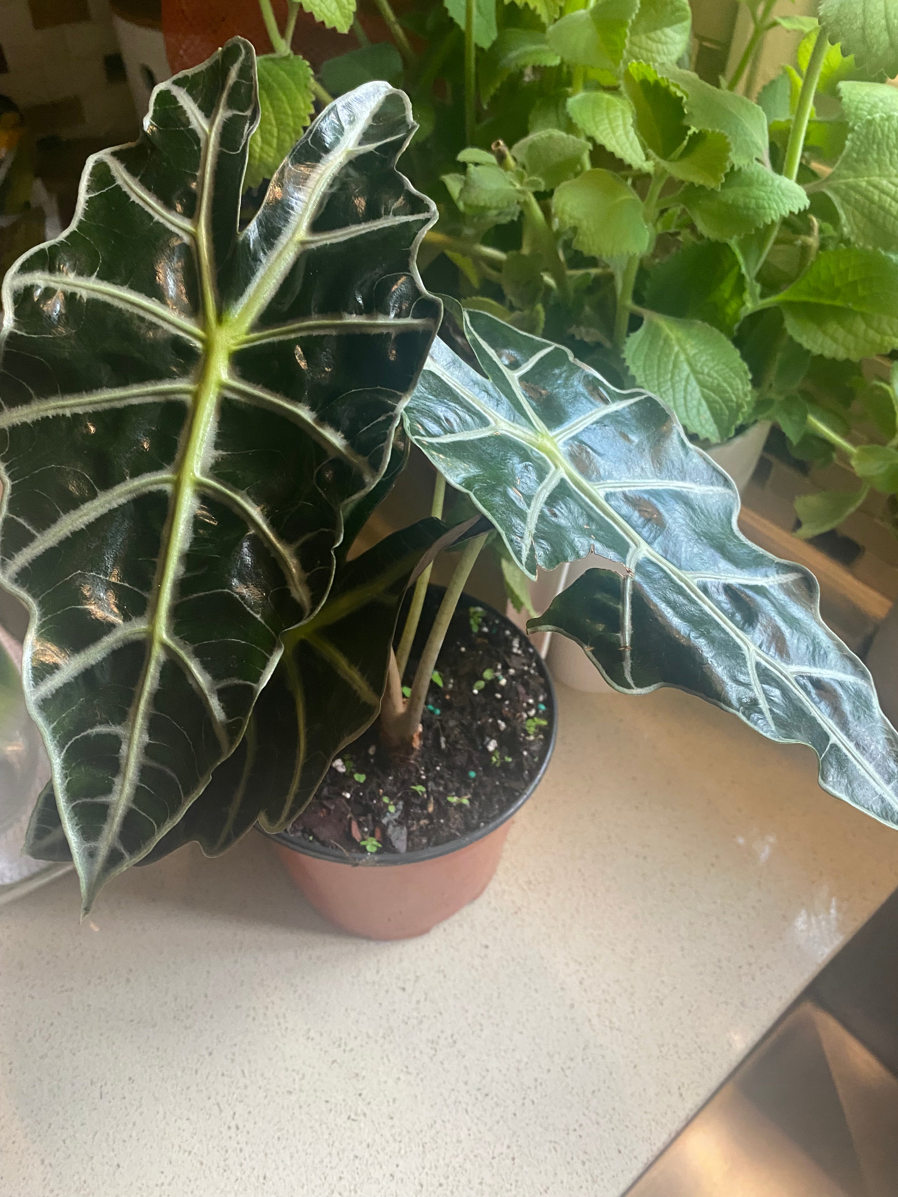 Alocasia Polly 6" - Toxic