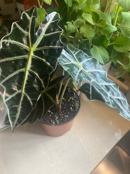 Alocasia Polly 3.5" - Toxic