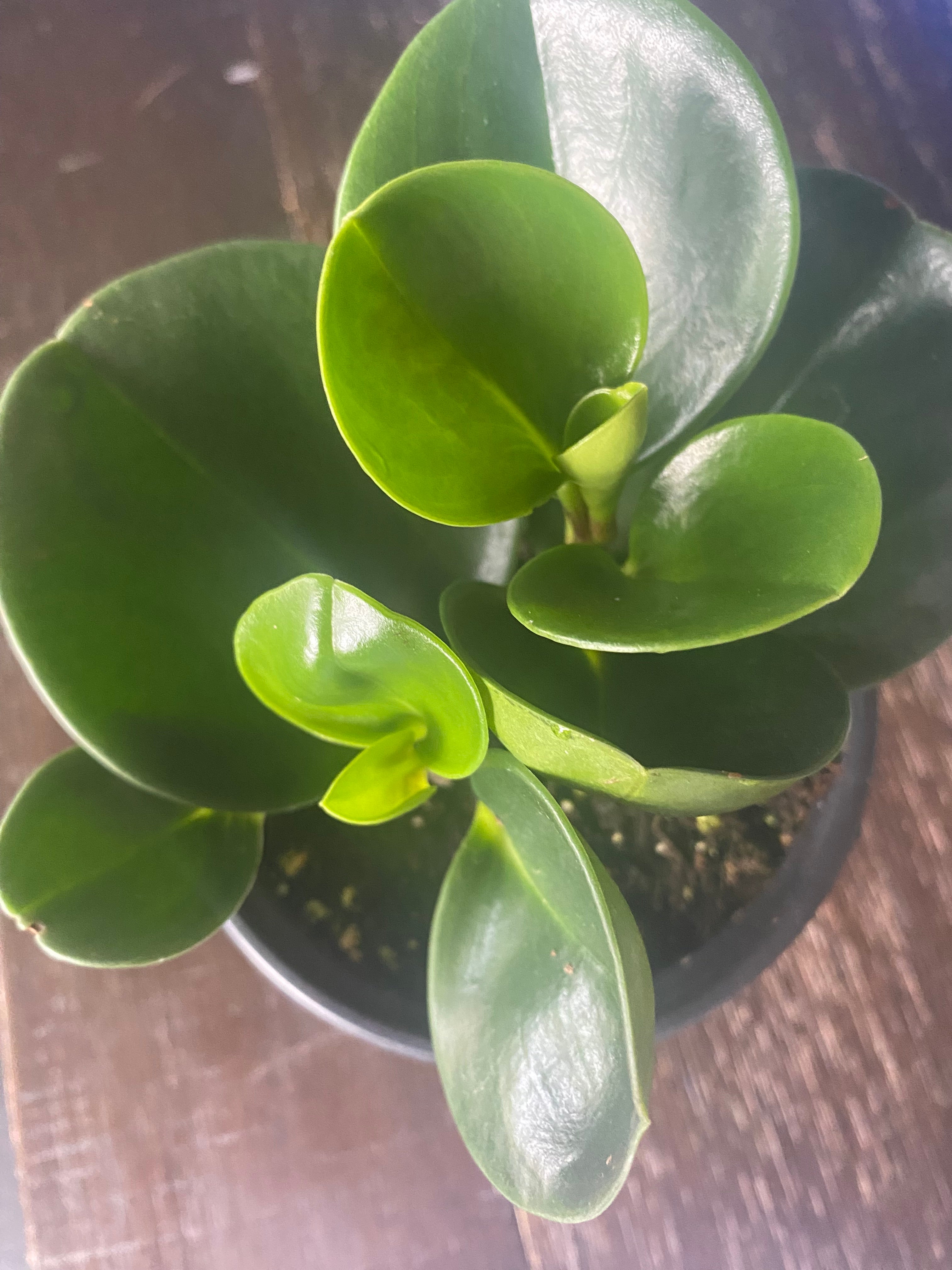 Peperomia Obtusifolia Green 4”