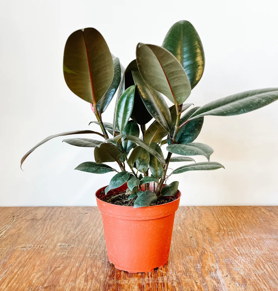 Rubber Robusta Bush 4"